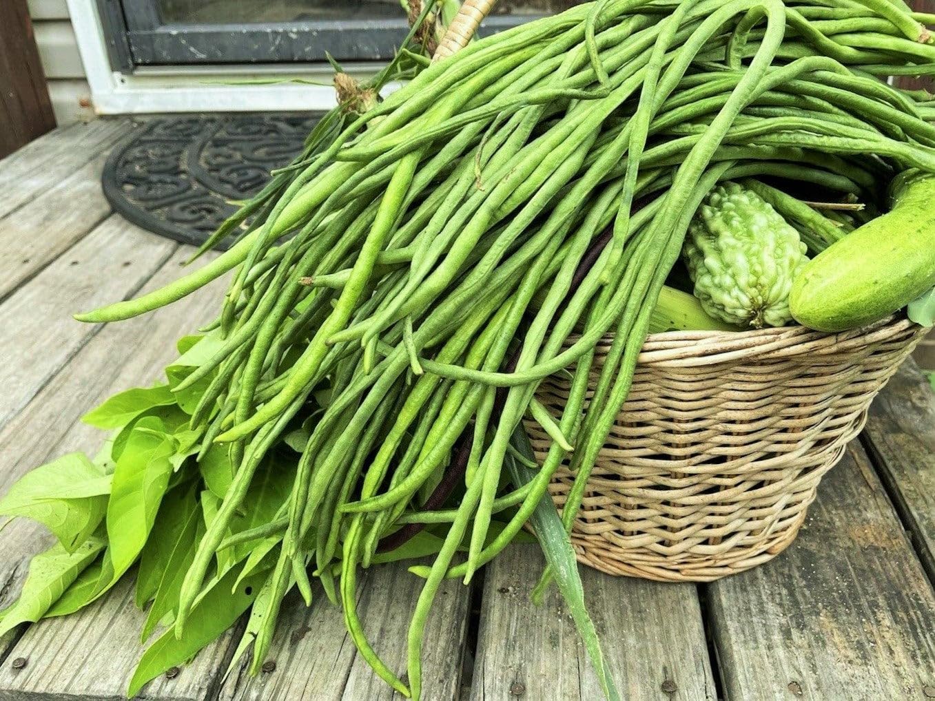 Red and Green Mix Yard Long Bean Seeds - 1/4 Pound Dark Green & 1/4 Pound Red Noodle - for 2026 Planting 2 Colors Mixed