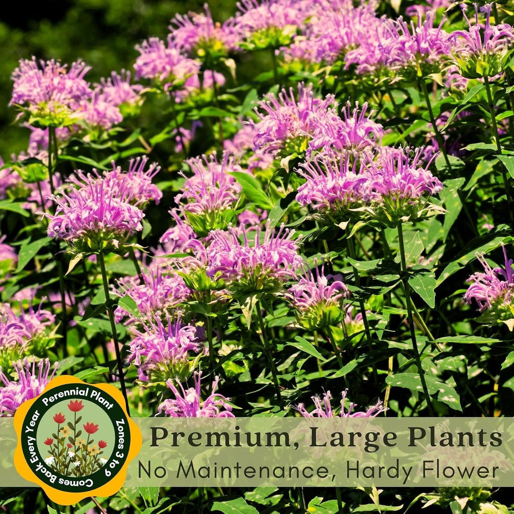 Clovers Garden Bee Balm Balmy Lilac (Monarda) Plants – Two (2) Live Plants – Non-GMO - Not Seeds - Each 4" to 8" Tall –