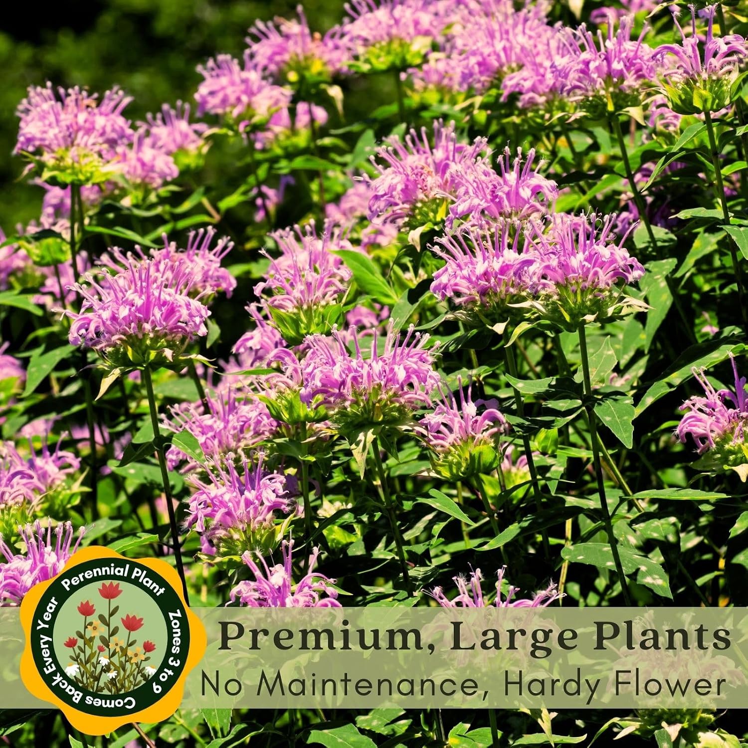 Clovers Garden Bee Balm Balmy Lilac (Monarda) Plants – Two (2) Live Plants – Non-GMO - Not Seeds - Each 4" to 8" Tall –