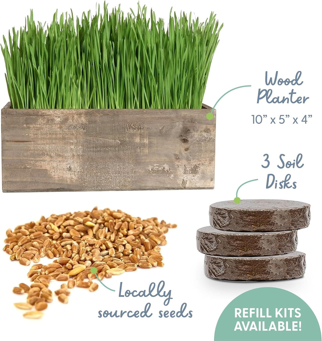 The Cat Ladies Cat Grass Kit Complete with Rustic Wood Planter, Organic Seed and Soil. Easy to Grow - Great for Indoor