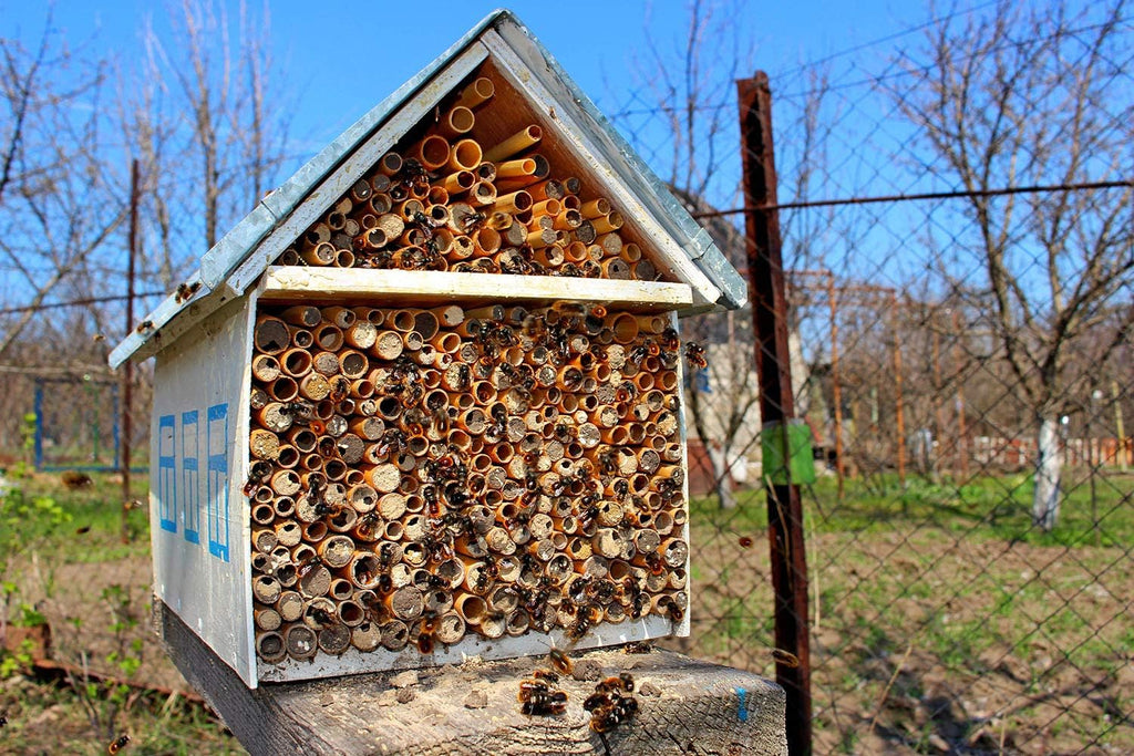 Veezy Mason Bee Tubes Natural Reed Pipe bee hive Inserts Pollinating kit for bee House Blocks bee nest Home Craft