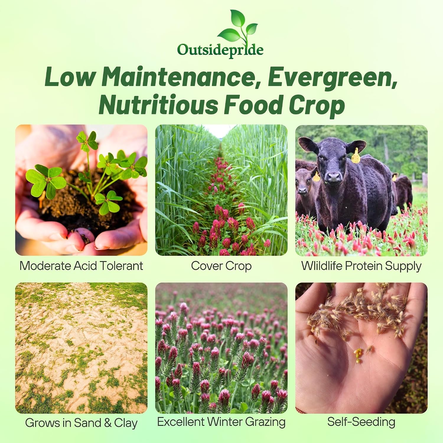 Outsidepride Crimson Clover Seeds - 5 lbs. Annual, Nitrocoated, & Inoculated Ground Cover Seeds, Ideal for Lawn, Cover
