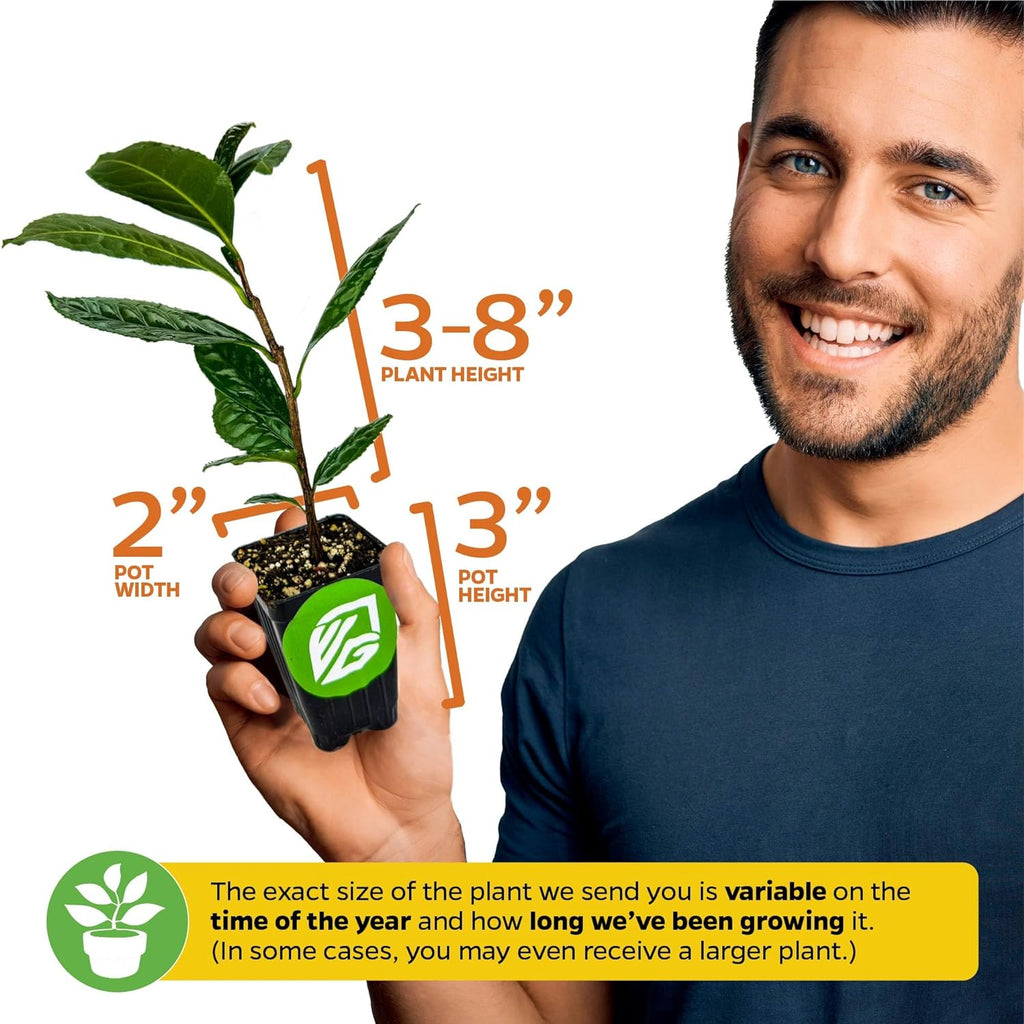 Dwarf Yaupon Holly (1-Pack) Live Plant by Wellspring Gardens | Caffeinated Starter Tea Plant - Outdoor Shrub Collection