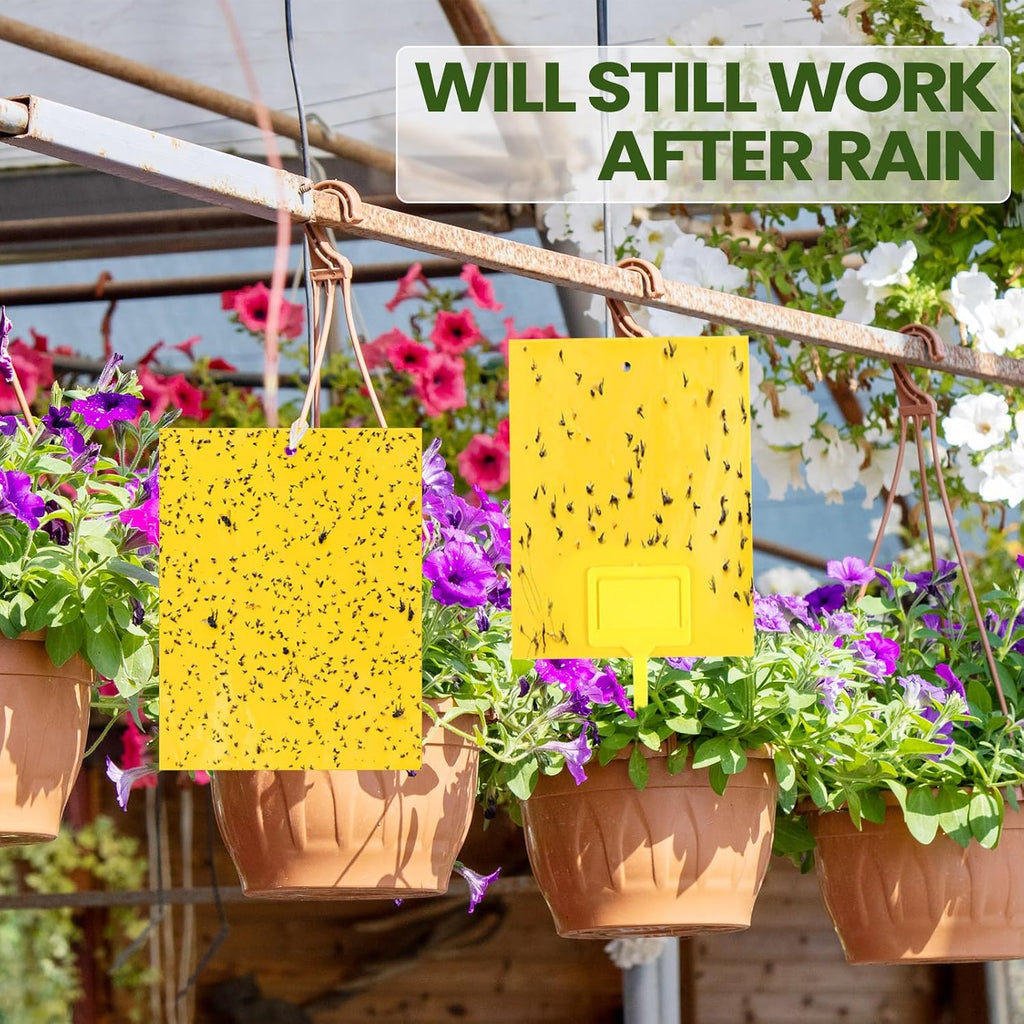 Qualirey 300 Pcs 6 x 8 in Yellow Sticky Traps for Gnats Plant Insect Trap | Dual Sided Strong Sticky, Fungus Fruit