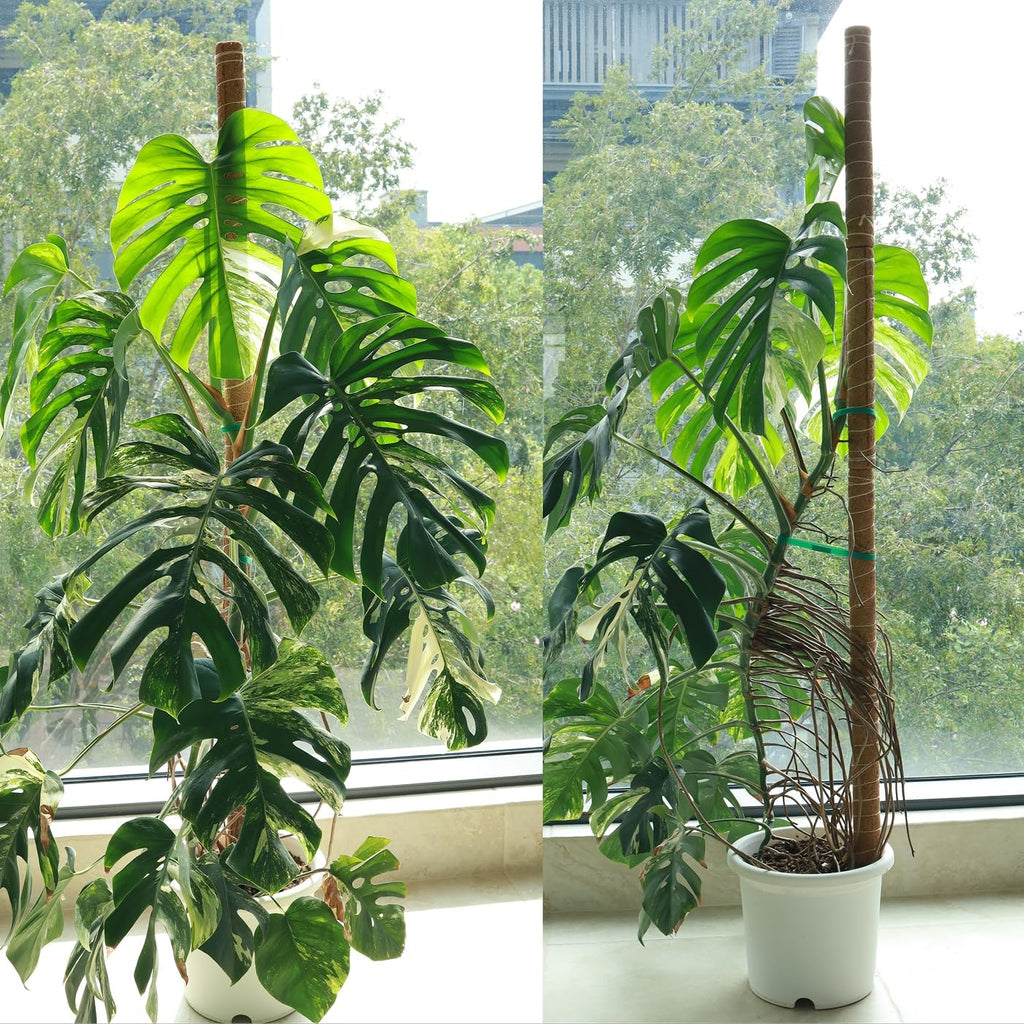 Moss Pole for Plants 4 Pack Natural Coco Coir Climbing Support Stakes with Plant Ties Indoor Monstera Plant Training