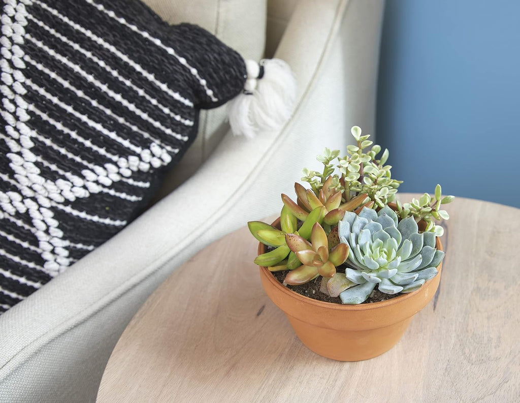 Live Succulents Assortment in Clay Pot, Garden Succulent Planter, Unique Gardening Gifts for Plant Lovers, Live