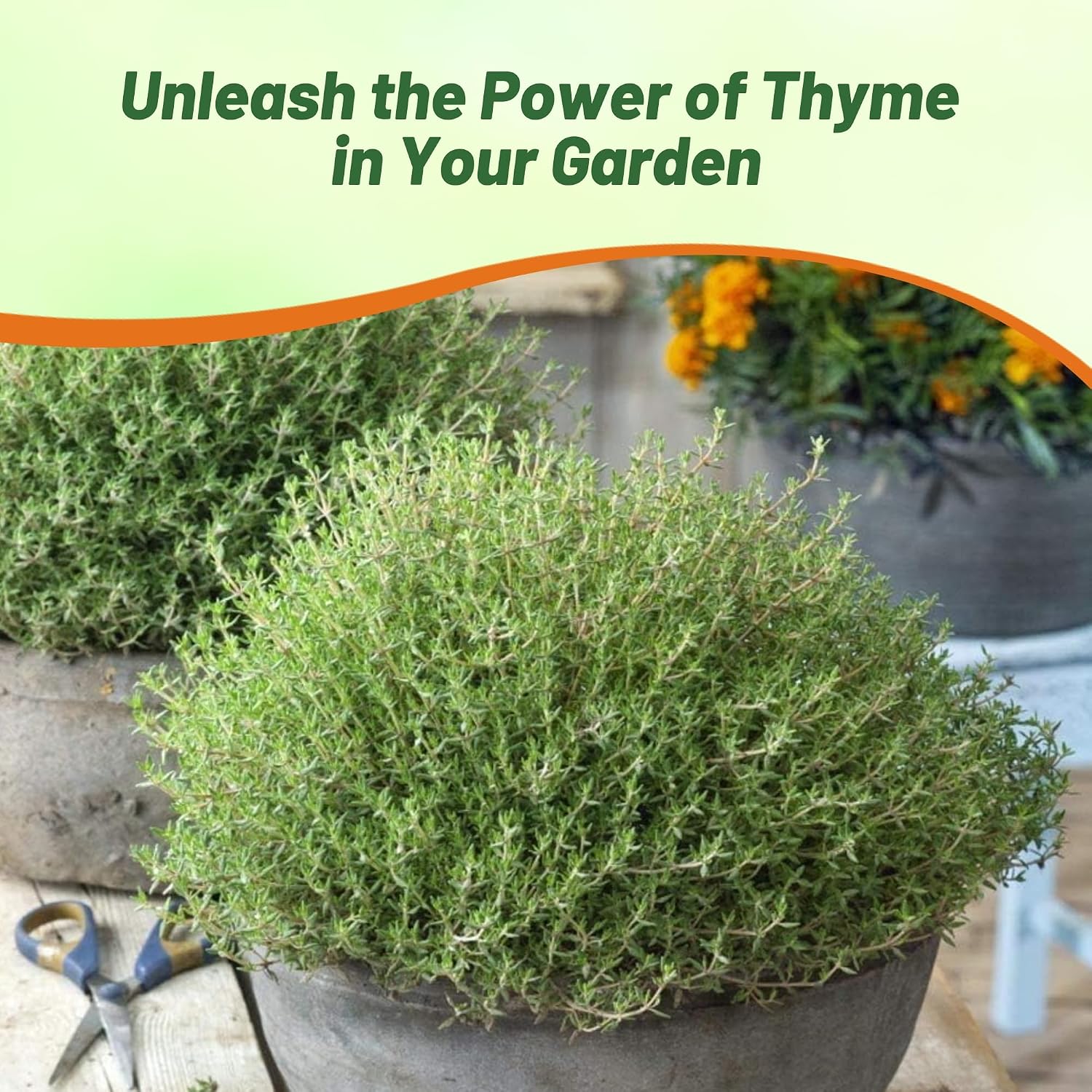 Outsidepride German Winter Thyme Seeds - 1/4 lb, Perennial, Hardy, Heat & Drought-Tolerant Herb Seeds for Planting for