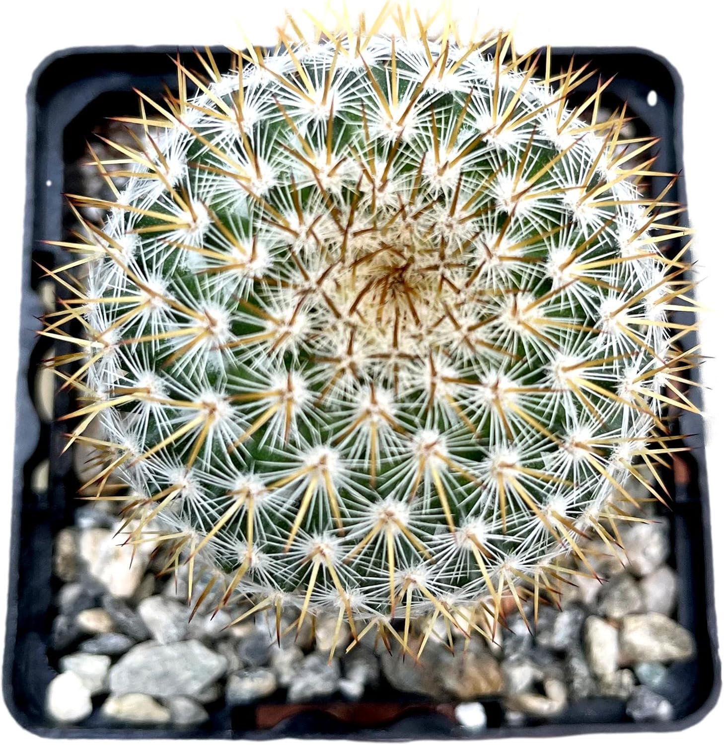 Live Mini Cactus Plants (8 Pack), Assorted Potted Cacti Variety Pack | Eight unique live cacti in 2" pots, ready to