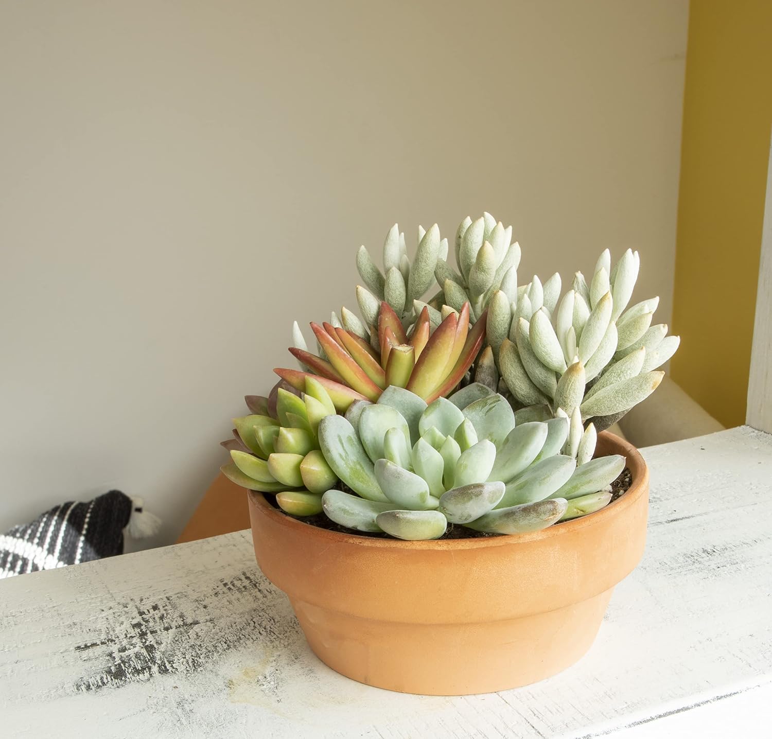 Live Succulents Assortment in Clay Pot, Garden Succulent Planter, Unique Gardening Gifts for Plant Lovers, Live