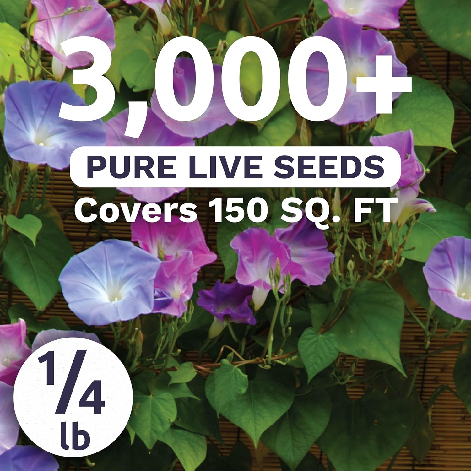 Morning Glory Tall Mix - Bulk 1/4 Pound Pouch - 3,000 Flower Seeds for Planting - Ipomoea purpurea