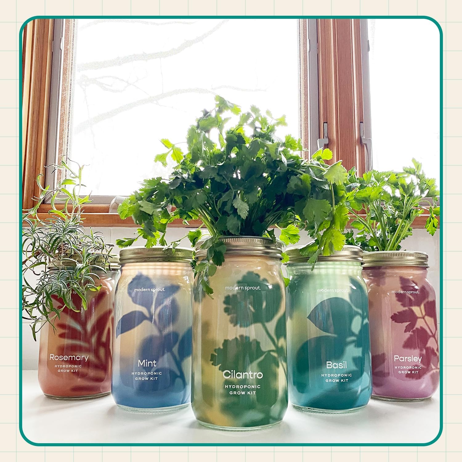 Modern Sprout Mason Jar+Replant Kit- Self-Watering Hydroponics System-Basil | Growing System Kit w/Organic Herb Seeds