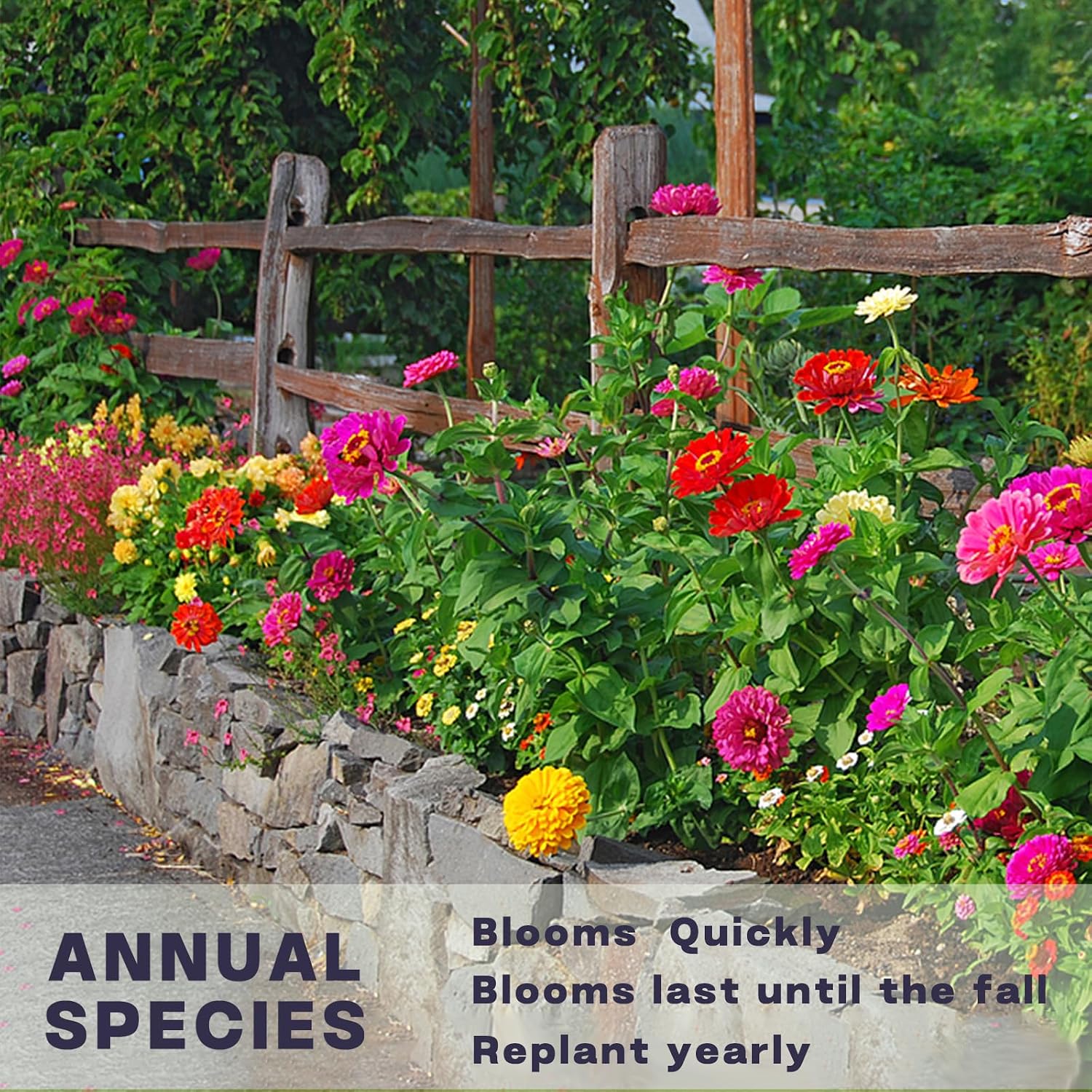 Zinnia Seeds Bulk 20,000+ | Outdoor Flower for Planting |Giant Zinnia Seeds for 2026 Bulk| Mixed Colors & Large Blooms