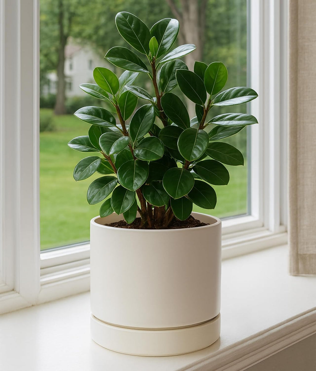 Phoenix Vine 8 Inch Planter Pot with Drainage Hole & Saucer, Deep Water Catch Tray, Straight Cylindrical Round Pot for