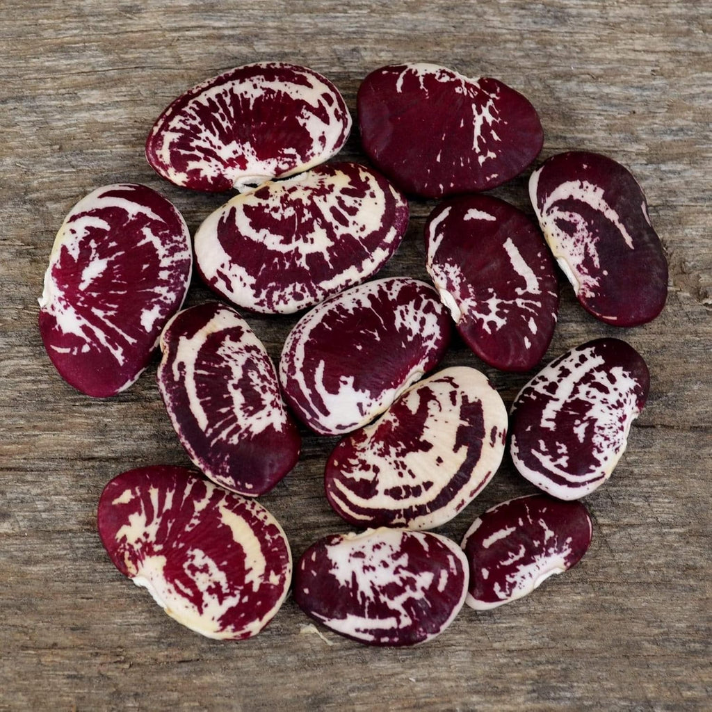 Christmas Speckled Lima Bean - 8oz Bulk (~200 Seeds) - Heirloom Butter Bean Variety, USA-Grown, Non-GMO Butterbean