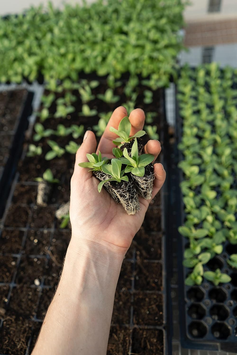 Organic Seedling Solution, Liquid Fertilizer for Seedlings, Cuttings & Clones – Natural Seaweed & Fish-Based Plant Food