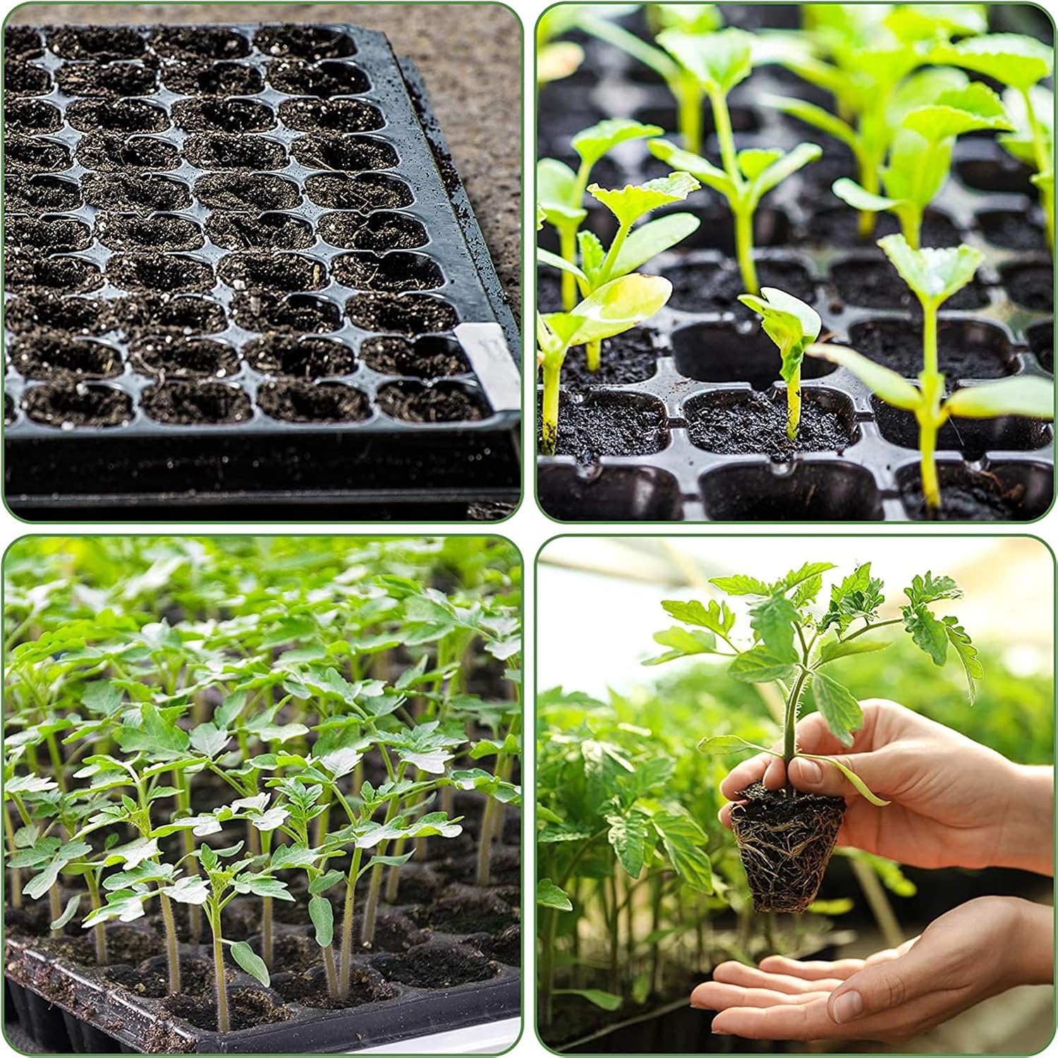 Seed Starter Kit 10 Pack-72 Cell Seedling Trays Gardening Germination | Plastic Nursery Pots Mini Plant Plug Starting