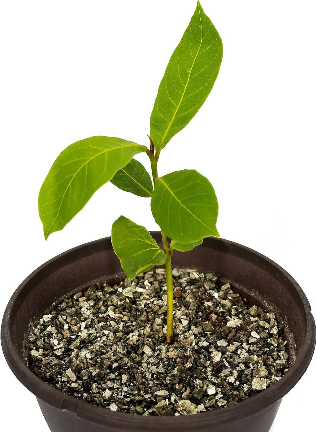 Zamioculcas Potting Mix - Unlock Robust Growth and Striking Leaves with Our High-Performance Formula - 20 Quart