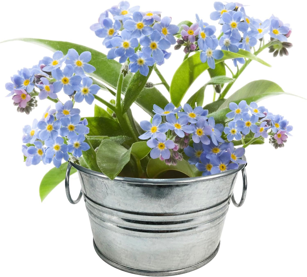 Flowering Tin Plant Seeds 3 Variety Pack, DIY Indoor Succulents and Live Plants for Home or Garden Planting, Assorted