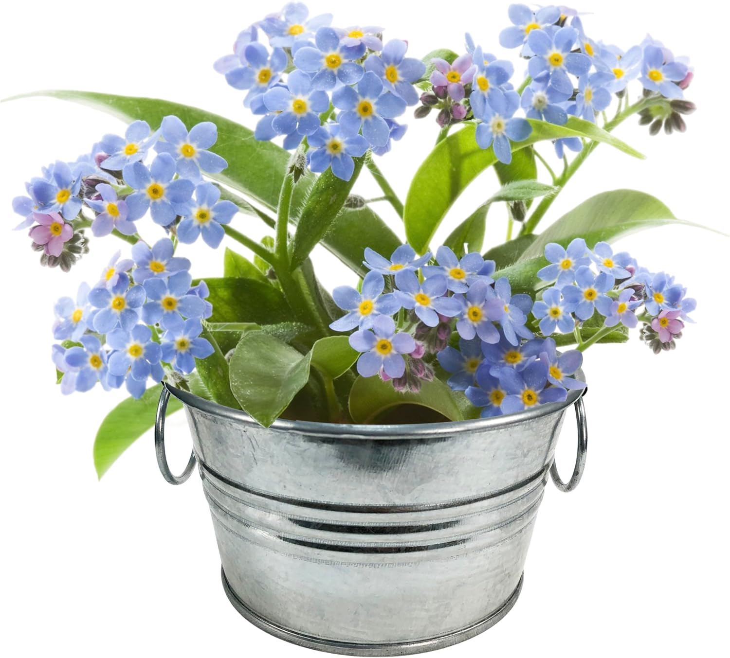 Flowering Tin Plant Seeds 3 Variety Pack, DIY Indoor Succulents and Live Plants for Home or Garden Planting, Assorted