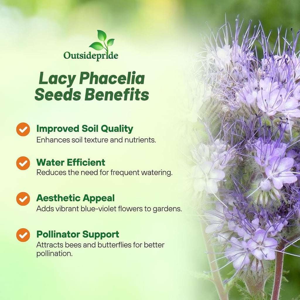 Outsidepride Lacy Phacelia Seeds for Planting - 1 Lb. Annual, Drought-Tolerant Wildflower Seeds with Light Violet