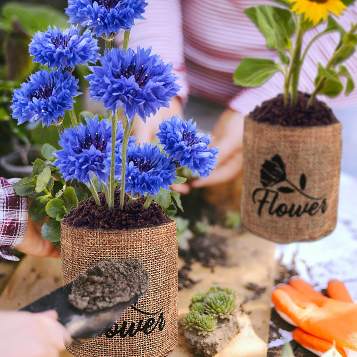 Indoor Daisy Garden Starter Kit, 4 Flower Seeds Growing into Shasta Daisy, Cornflower, Sunflower, Zinnia, Including