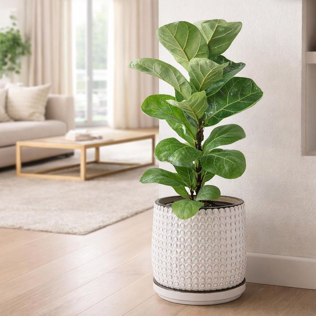 D'vine Dev Beaded Ceramic Pot with Saucer, 10 in, Smoked White, 27-C-P-1 | Embossed Dot Texture, Smooth Glazed Finish