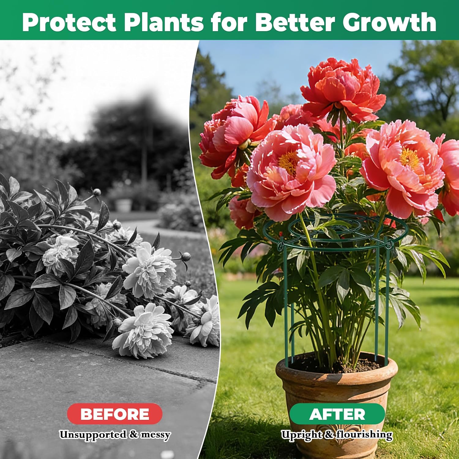 QwayHome 6Pack Peony Cages and Supports 33''H x 13''D Grow Through Large Plant Support, Adjustable High, Heavy Duty