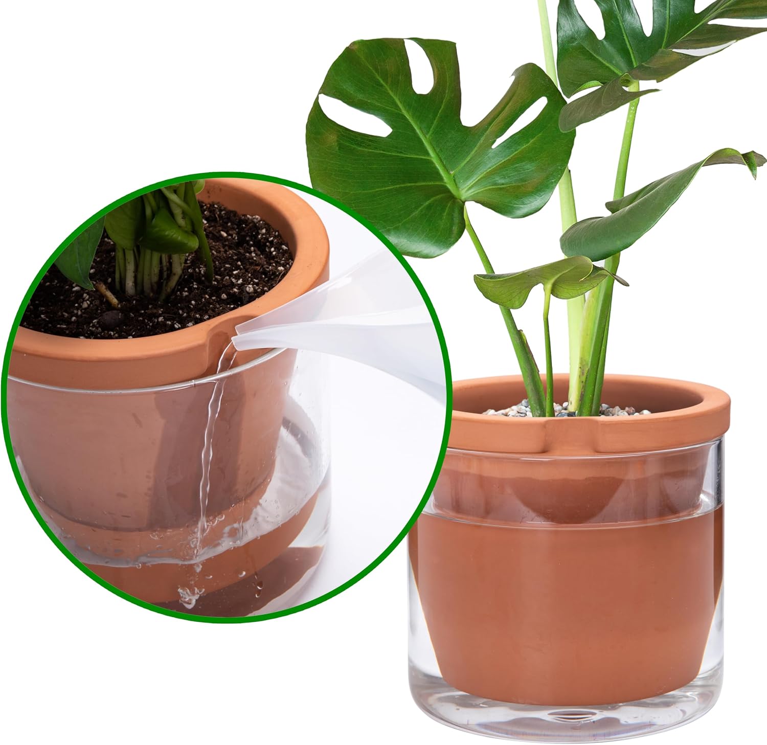 D'vine Dev Self Watering Terracotta Planter Pot, 8 in, 37-X-C-1 | Terracotta & Glass Design, Clear Water Reservoir