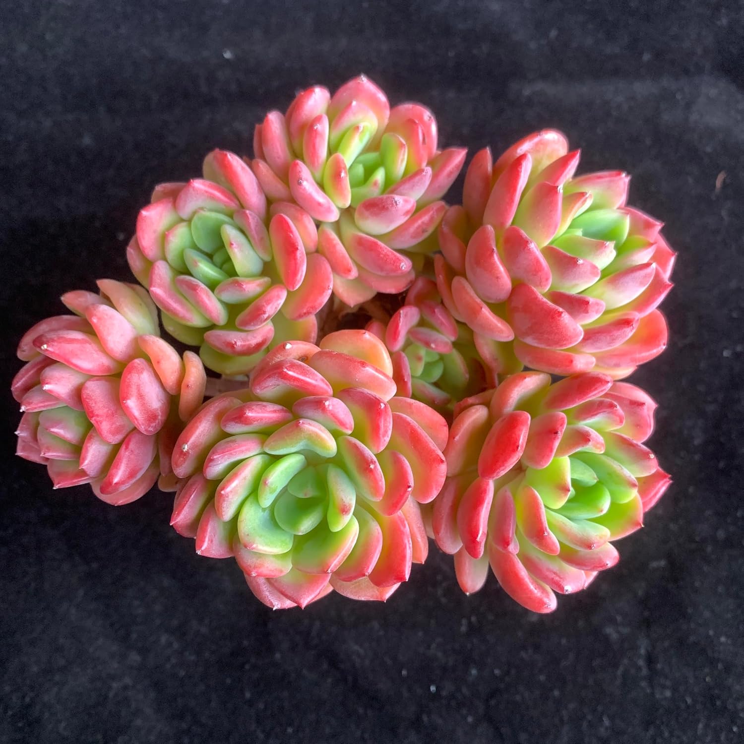 Succulent House Plants Live – Echeveria Fanta with Succulent Care Accessories, Small Live Plant for Indoor & Outdoor