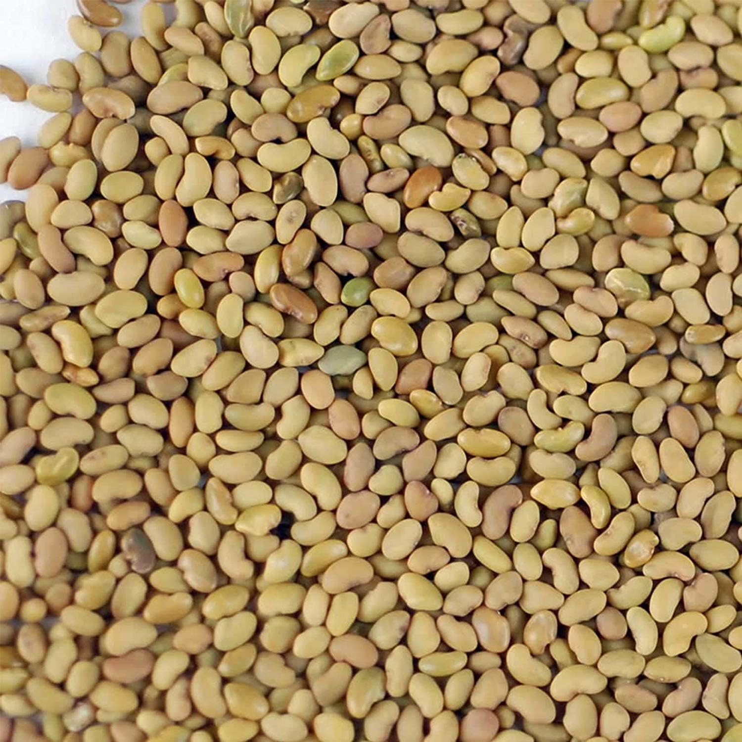Handy Pantry Certified Organic Alfalfa Sprouting Seed 2.5 Lbs High Sprout | Germination- Gardening, Growing Salad