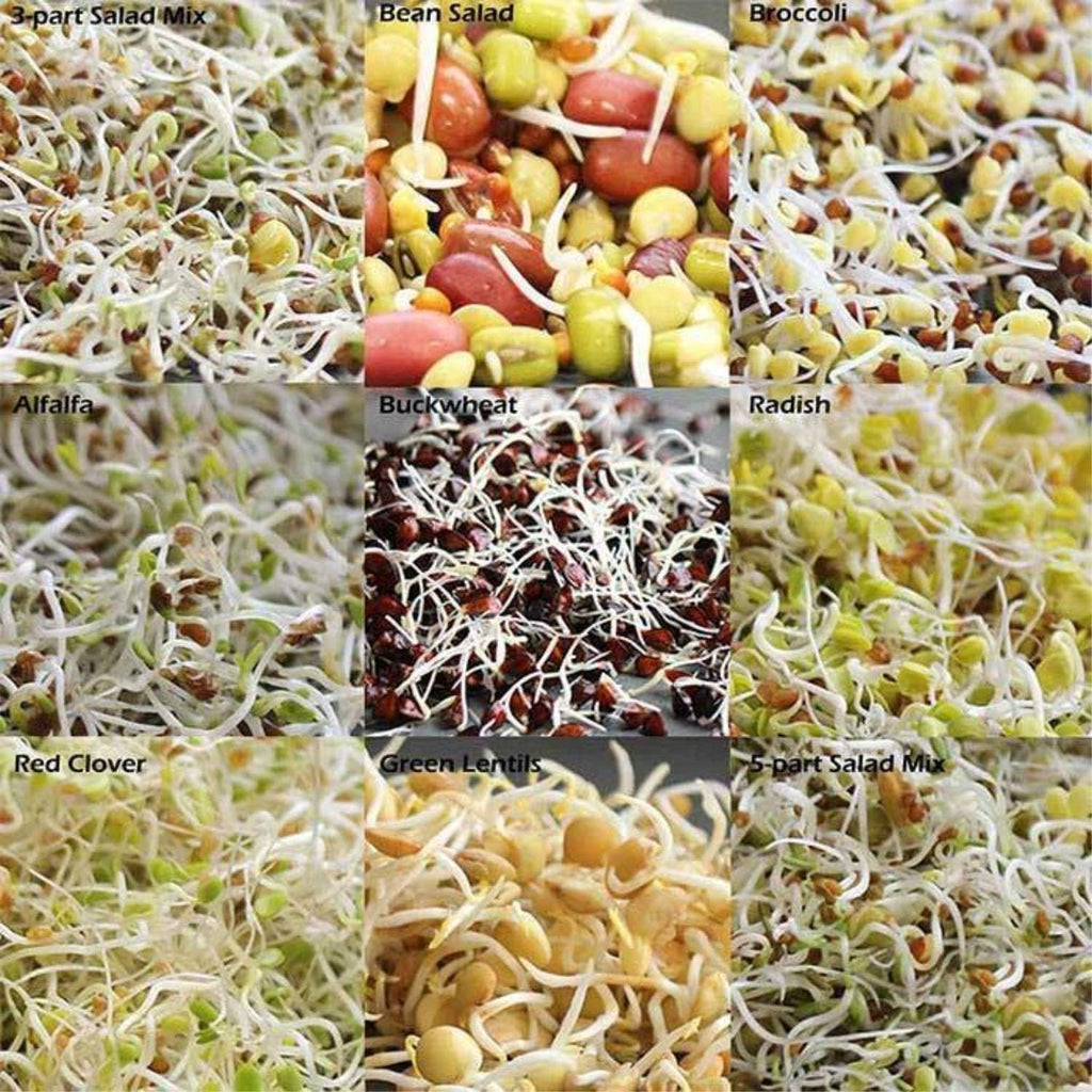 Handy Pantry Organic Sprouting Seed Mix – 2.5 lb – 10 Varieties: Alfalfa | Mung Bean, Broccoli, Lentil, Clover