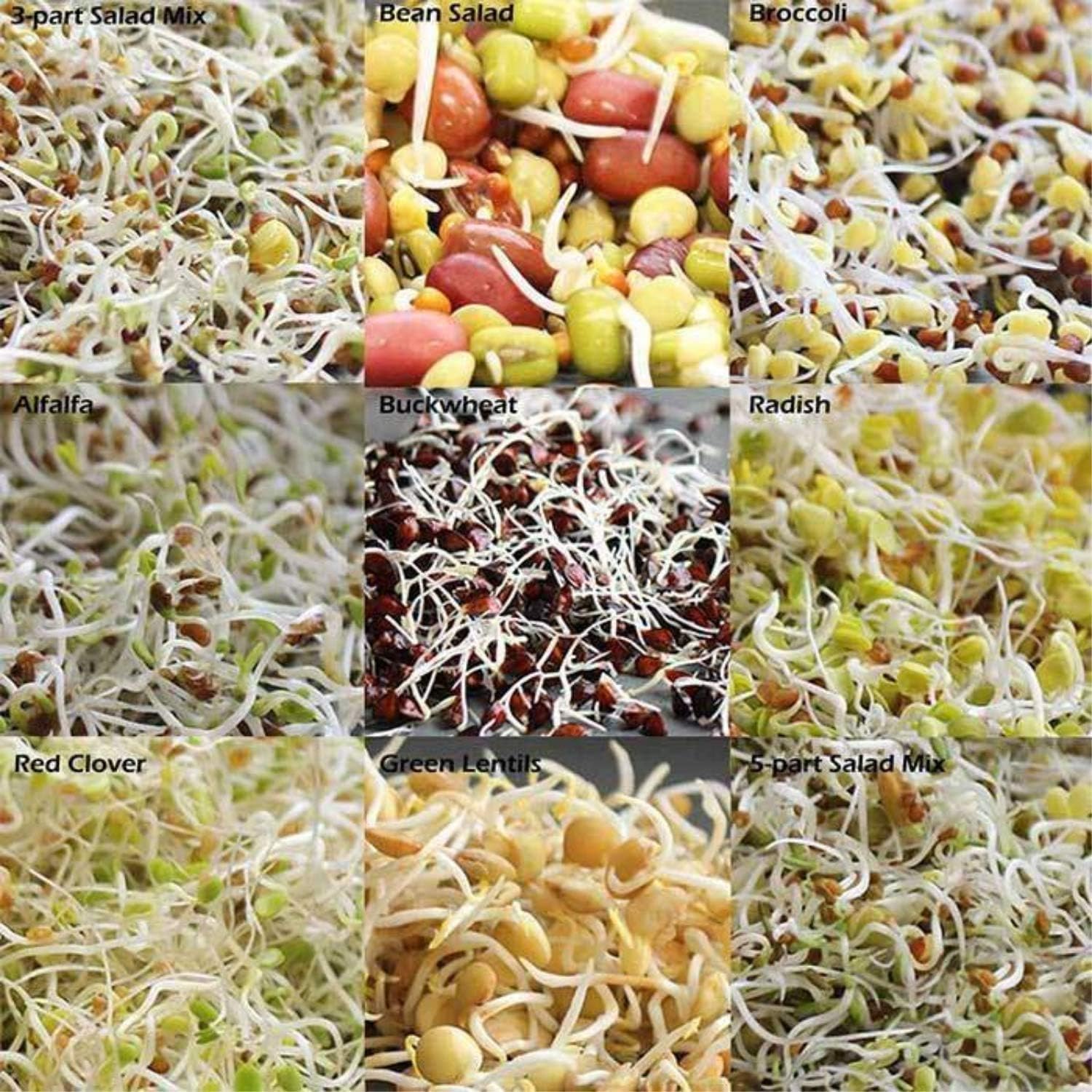 Handy Pantry Organic Sprouting Seed Mix – 2.5 lb – 10 Varieties: Alfalfa | Mung Bean, Broccoli, Lentil, Clover