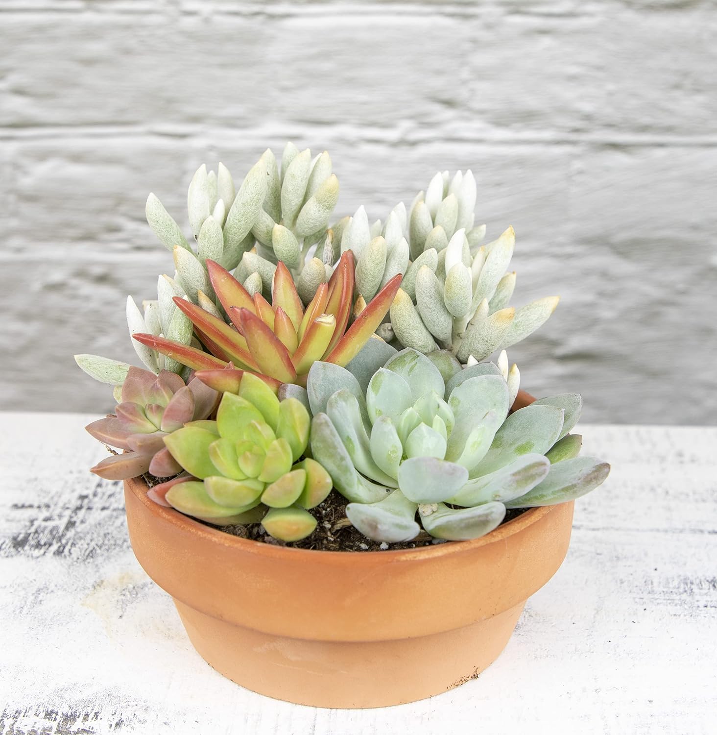 Live Succulents Assortment in Clay Pot, Garden Succulent Planter, Unique Gardening Gifts for Plant Lovers, Live