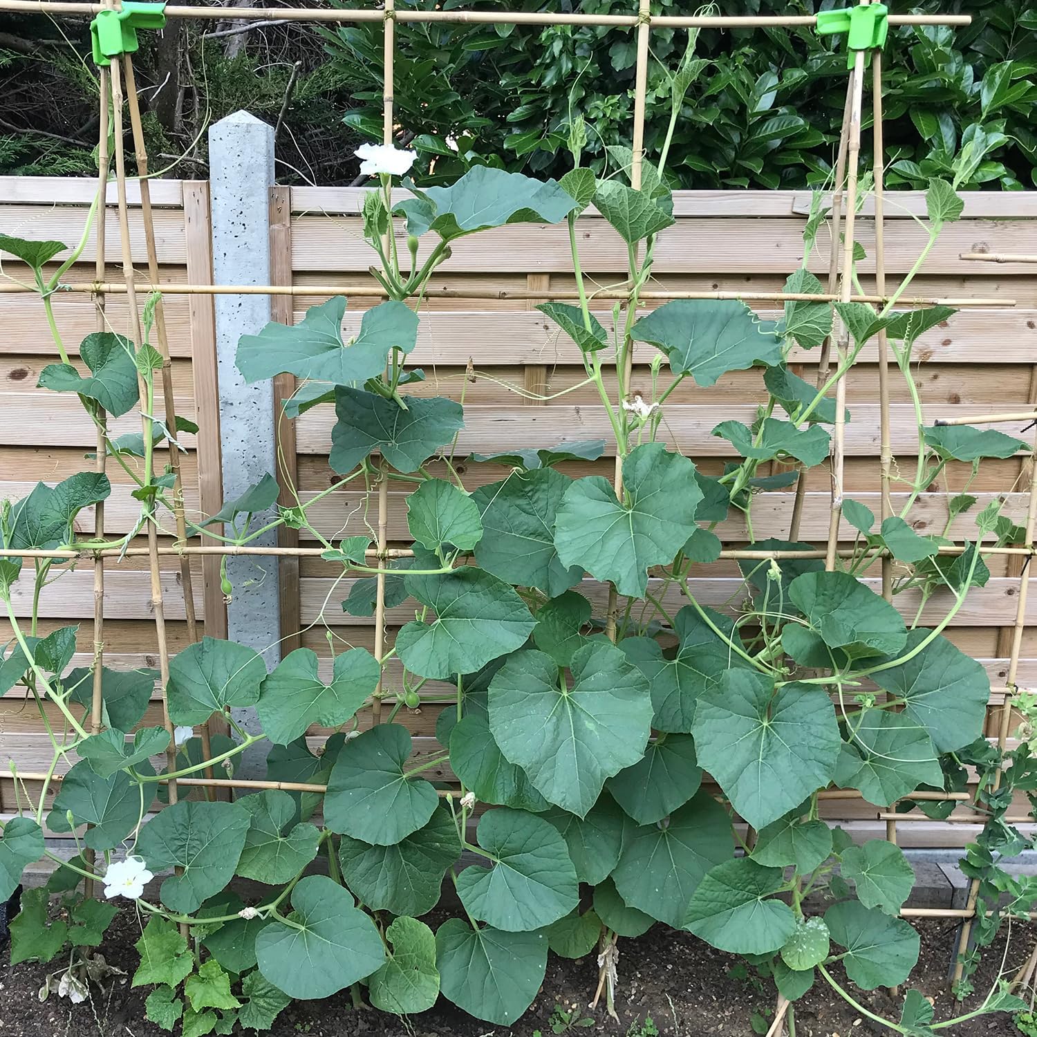 Plant Stakes 4.8FT, Natural Bamboo Stakes,20Pcs Sturdy Bamboo Garden Stakes | HAINANSTRY Bamboo Sticks for Plants