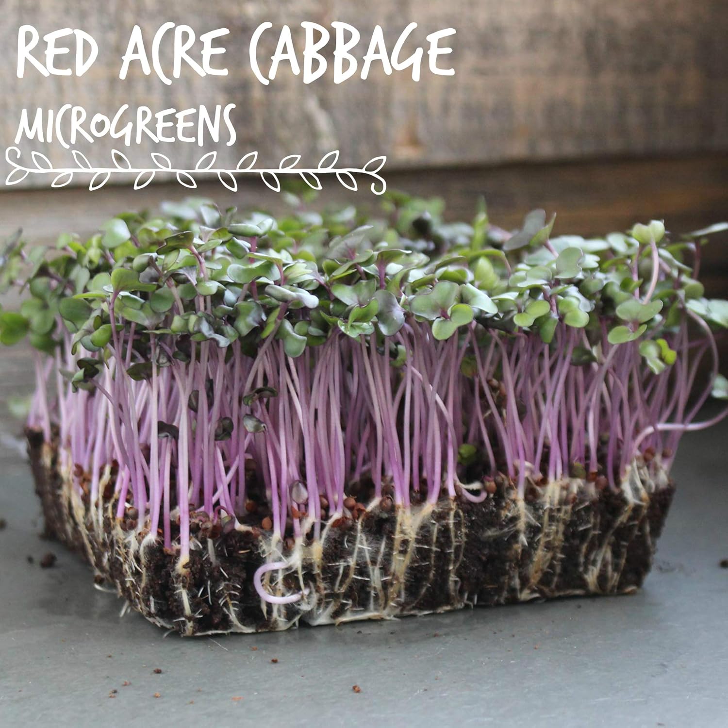 Mountain Valley Seed Co Red Acre Cabbage Microgreens & Sprouting Seeds 1 Lb | Non-GMO, Chemical-Free – High-Germination
