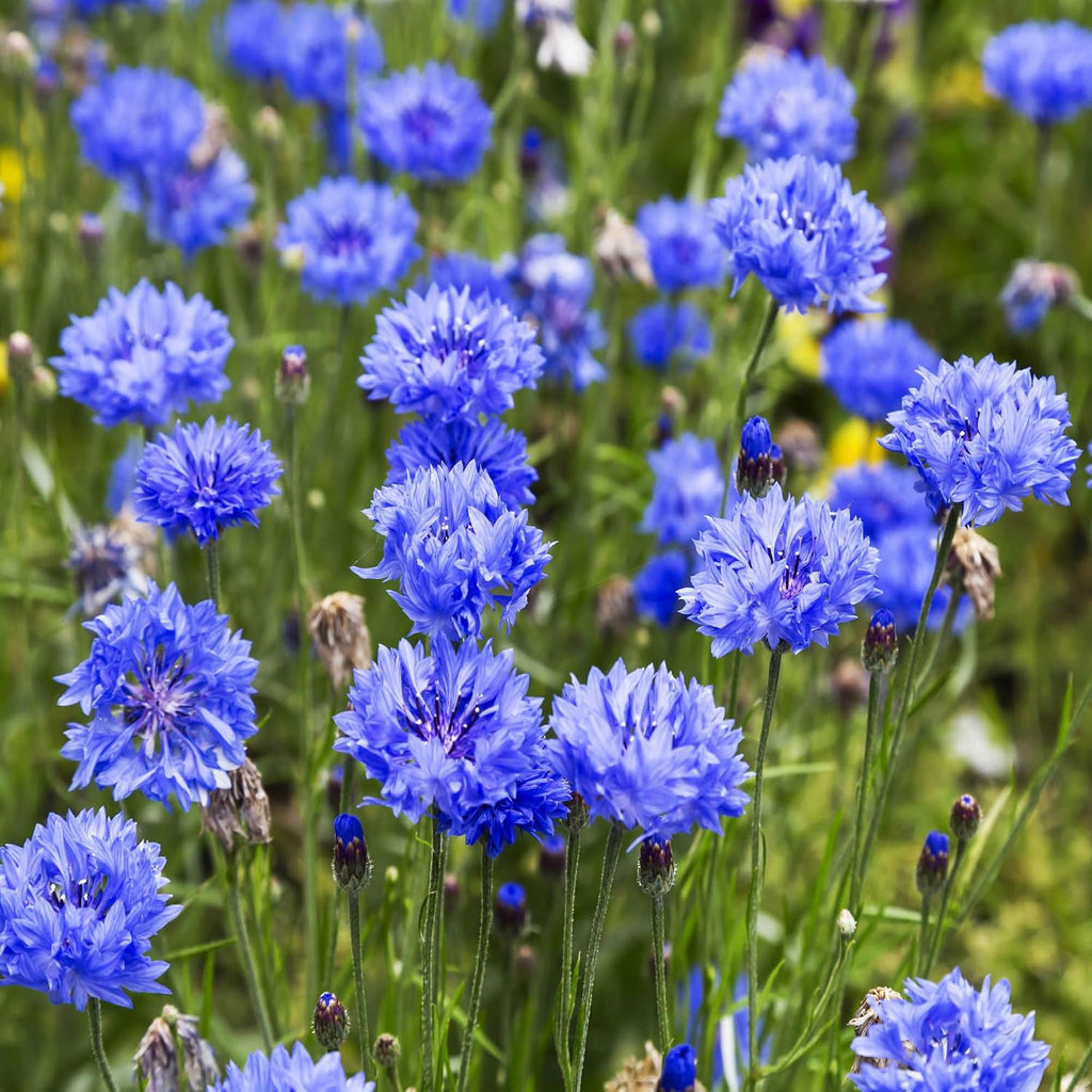 Outsidepride Blue Cornflower Seeds for Planting - 1 lb. Annual Bachelor's Button Flower Seeds for Cut Flower Gardens