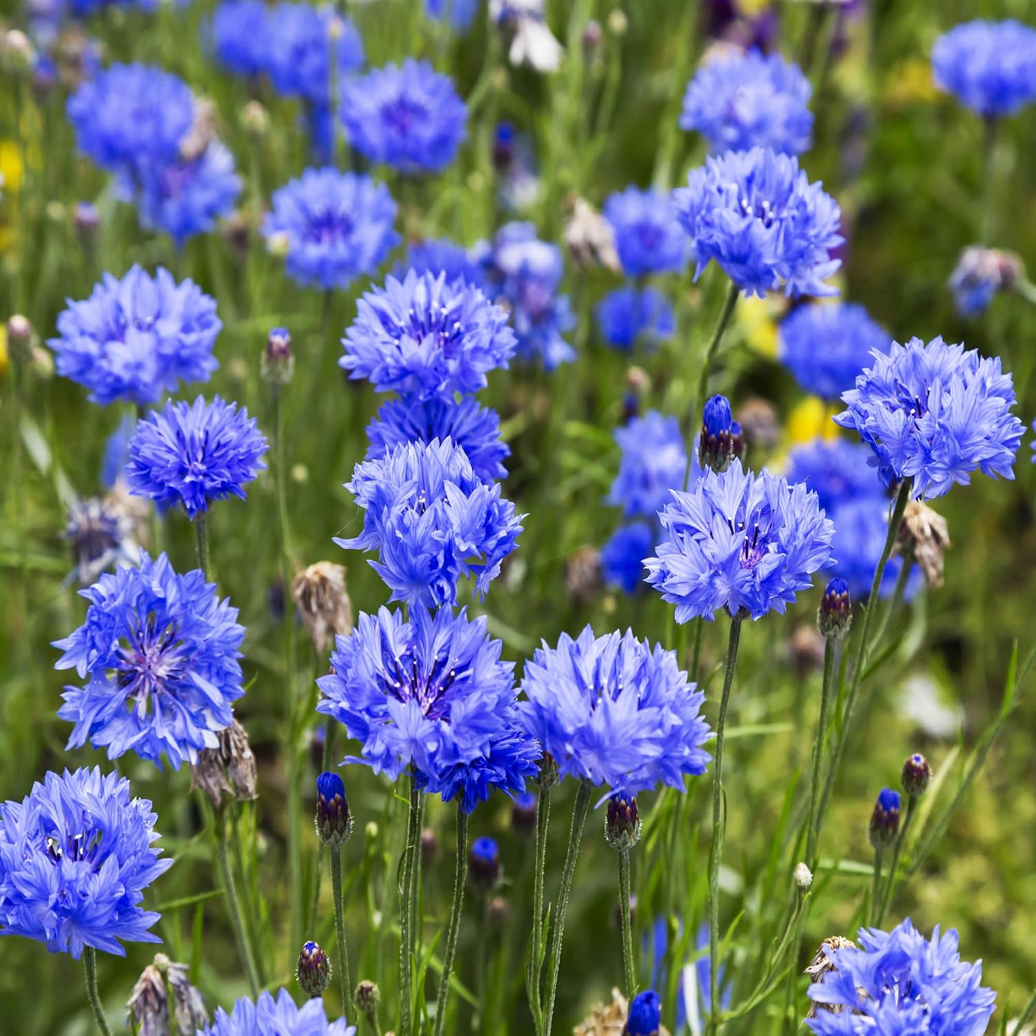 Outsidepride Blue Cornflower Seeds for Planting - 1 lb. Annual Bachelor's Button Flower Seeds for Cut Flower Gardens