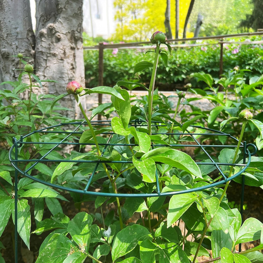 12 Pack Peony Cages and Supports 16 x 24 Inch Grow Through Plant Support Peony Support Ring for Outdoor Plants