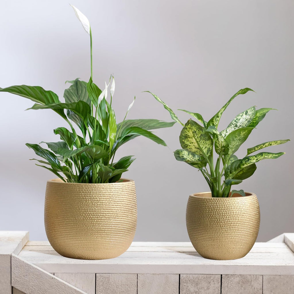 Olly & Rose Barcelona Ceramic Plant Pot Set 2 - Gold Flower Pots - Indoor & Outdoor Planters Home and Garden Decor