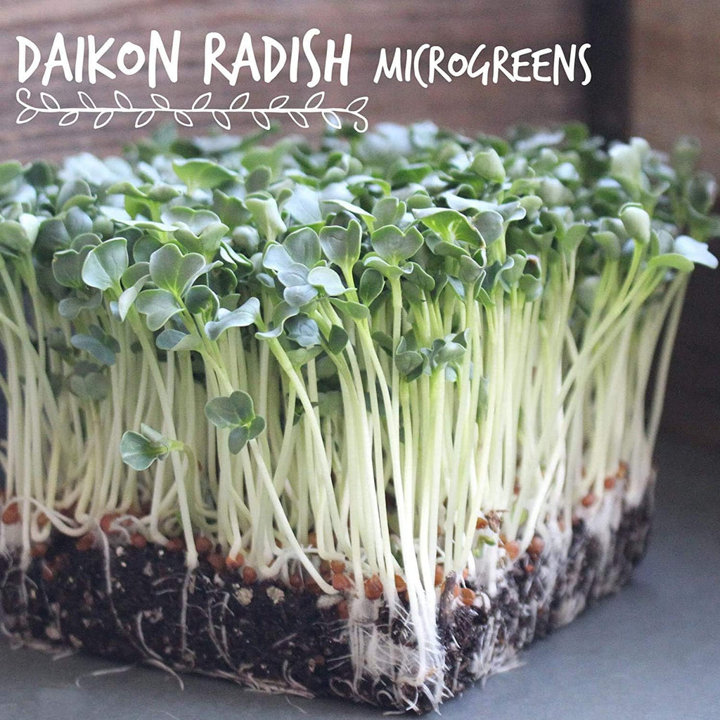 Handy Pantry Organic Radish Sprouting Seeds 2.5 Pounds Non-GMO Daikon Seed | Bulk Radish Seeds For Planting, Sprouting