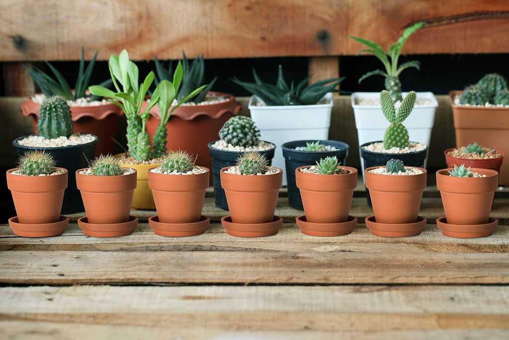 D'vine Dev 18-Pack Terracotta Plant Pots with Saucers, 3 in, 588-A-1-3 | High-Temperature Fired, Unglazed Terracotta