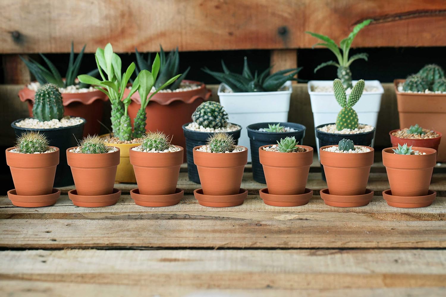 D'vine Dev 18-Pack Terracotta Plant Pots with Saucers, 3 in, 588-A-1-3 | High-Temperature Fired, Unglazed Terracotta