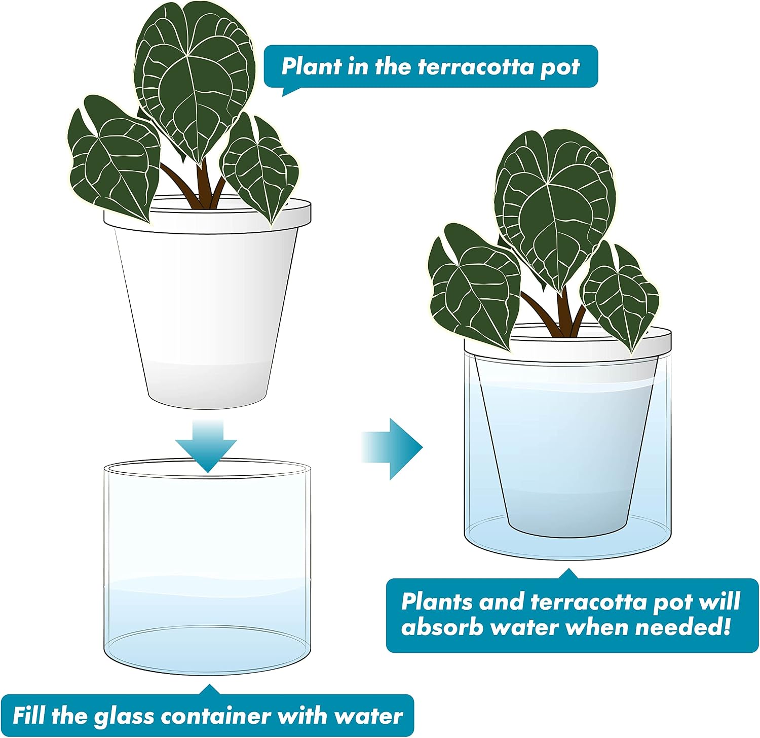 D'vine Dev Self-Watering White Terracotta Planter Pot, 6 in, 37-X-B-2 | Terracotta & Glass Design, Clear Water