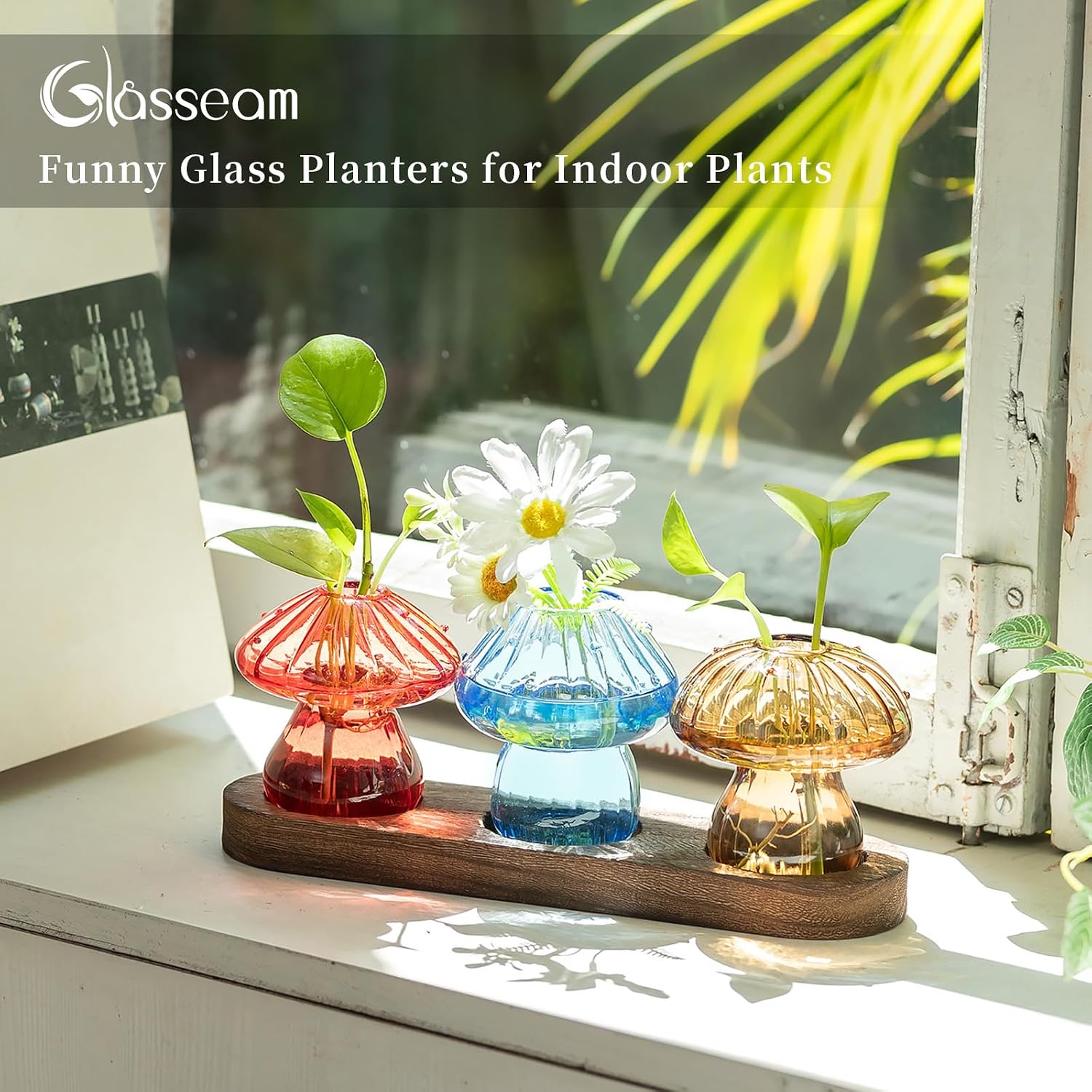 Glasseam 3Pcs Mushroom Propagation Station: Glass Terrarium Jar for Plants | With Wood Stand, Colorful Handmade