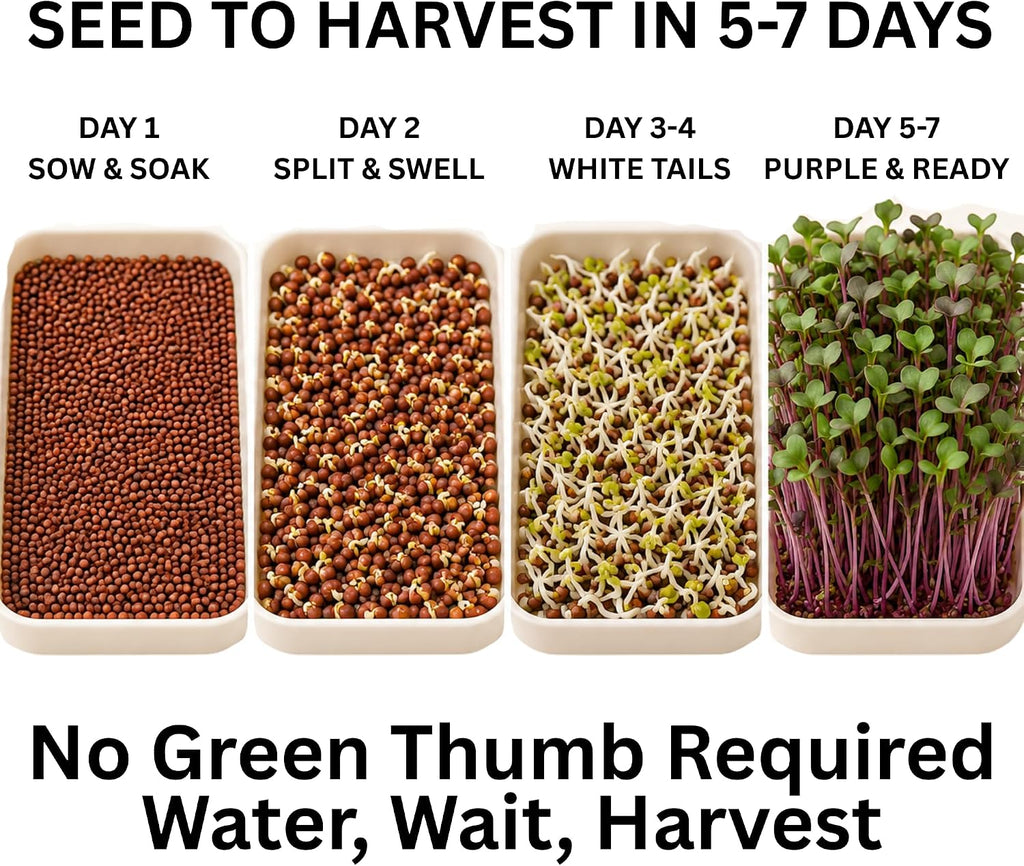 Todd's Seeds Radish Microgreen Seeds, 1 lb – Non-GMO | Rambo Variety, Bulk - Striking purple sprouts. High in vitamins