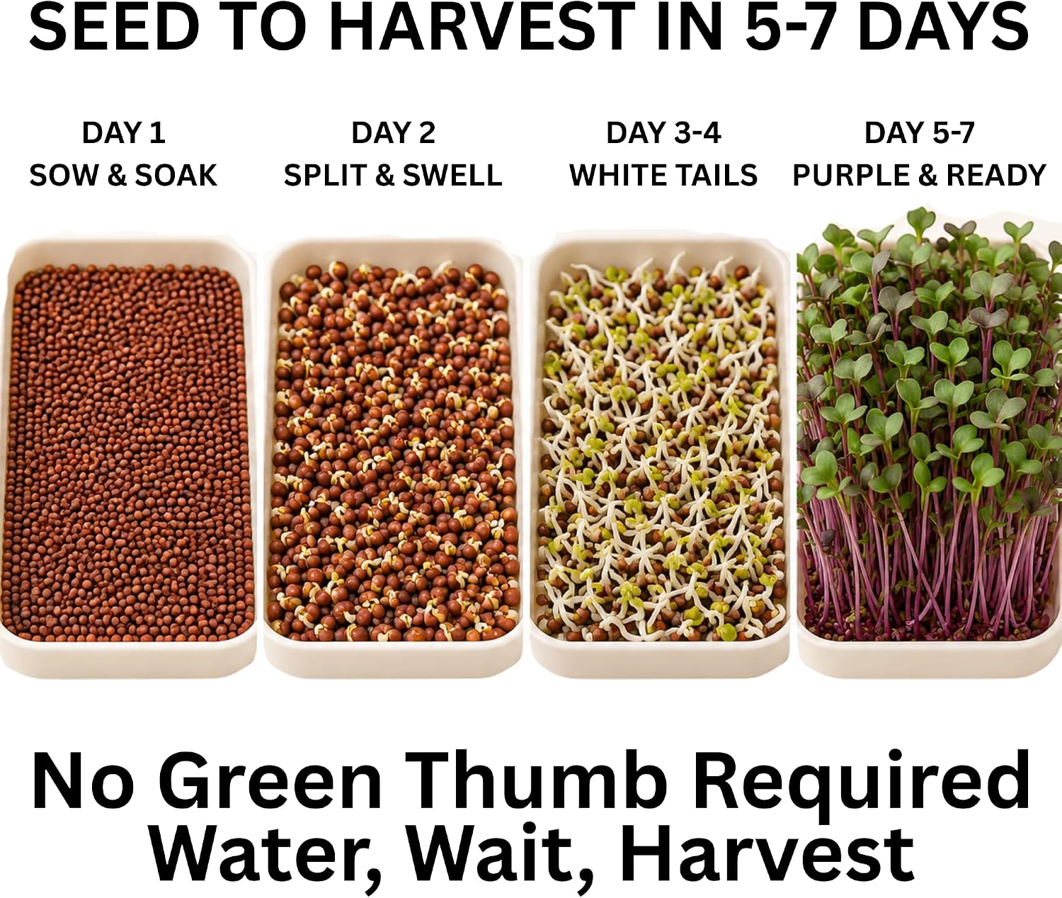 Todd's Seeds Rambo Radish Sprouting Seeds, 1/2 lb – Non-GMO | Striking red/purple sprouts. Ready in 5 days. High