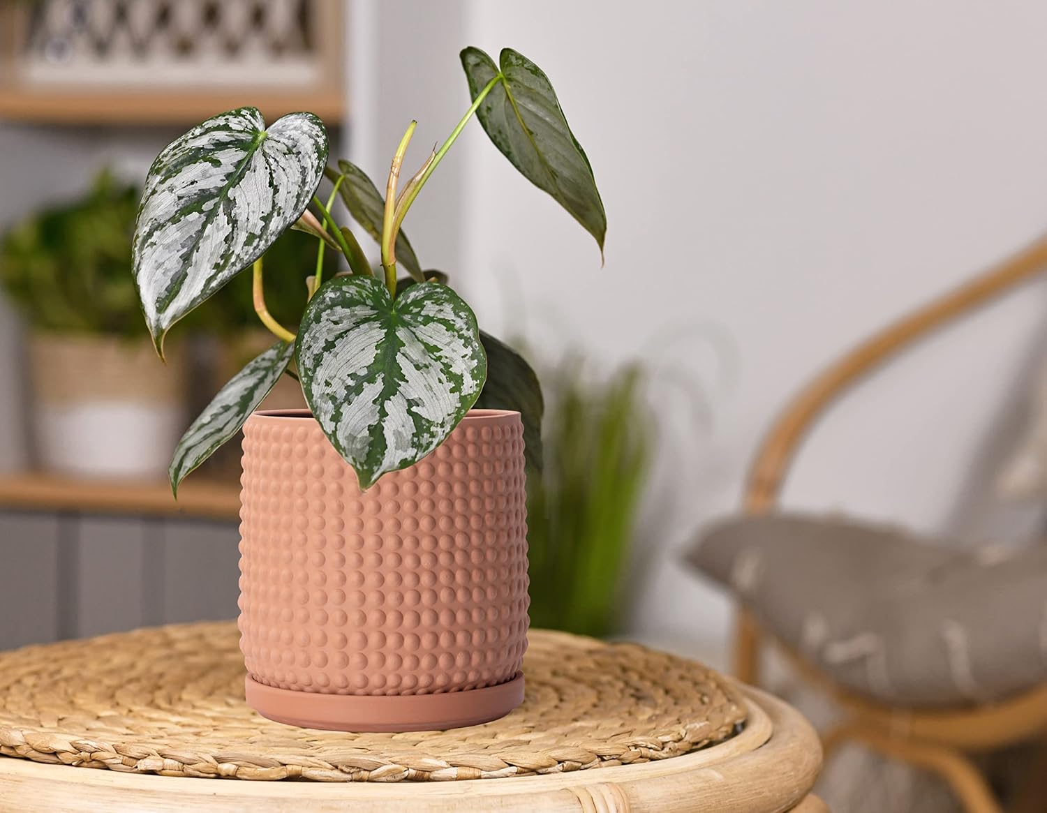 D'vine Dev Beaded Terracotta Pot with Saucer, 6 in, Terra Cotta, 27-C-X-7 | Embossed Dot Texture, Smooth Glazed Finish