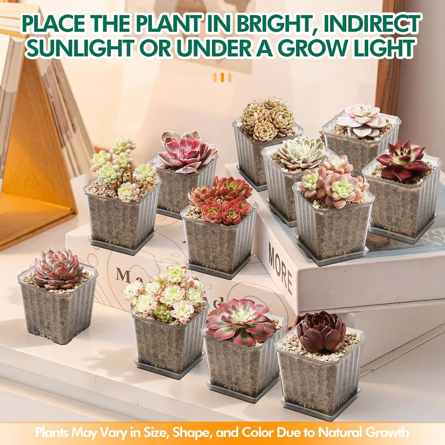 Live Succulent Plant – Echeveria Midnight Beauty with Mini Gardening Tools, Small Easy Care Live Houseplant for Indoor