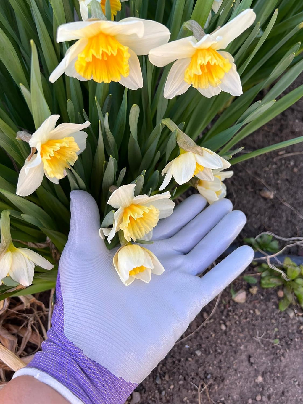 Women's Nitrile Gloves NT370 (4 Pack) Garden Gloves for Women Woman Gardeing working yardwork DIY