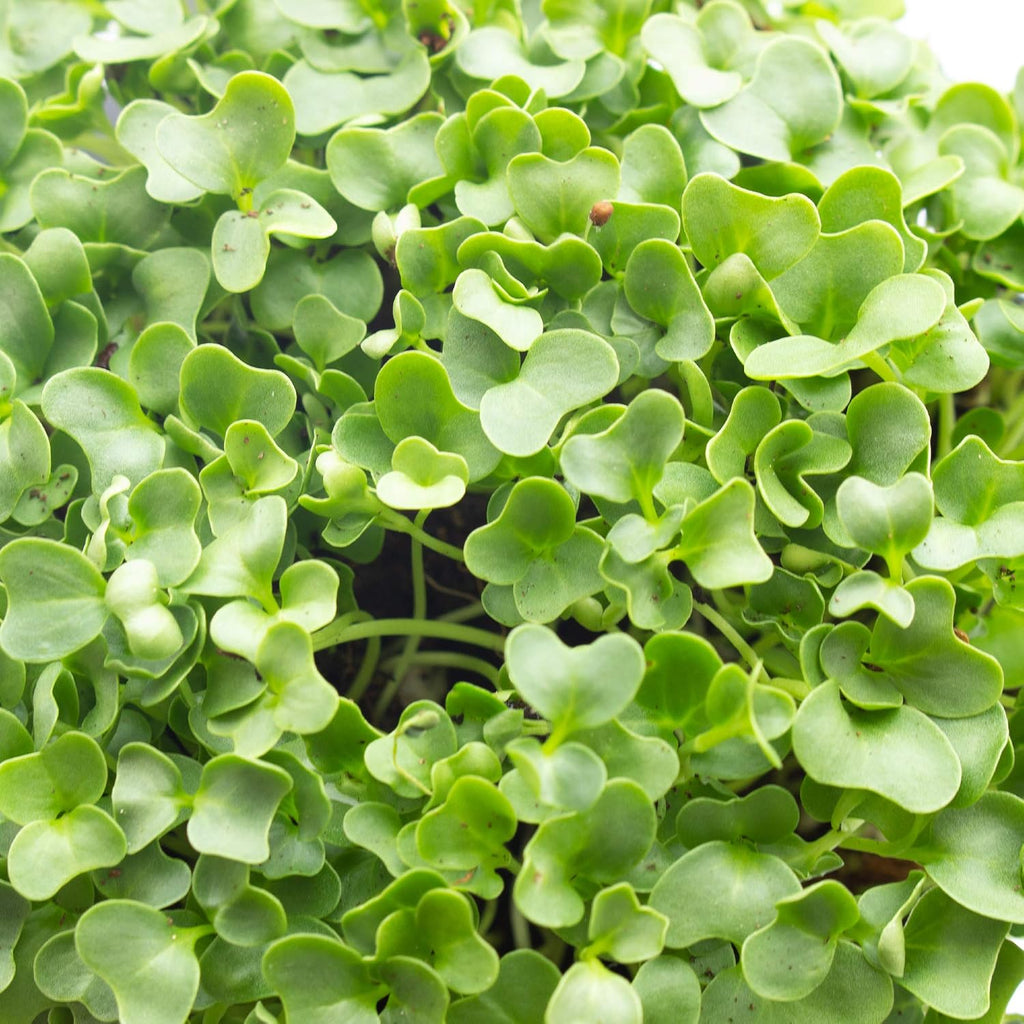 Mountain Valley Seed Co Kale Microgreens Seeds 1 Lb ~128,000 Seeds Non-GMO | Brassica oleracea - Seed for Growing Micro